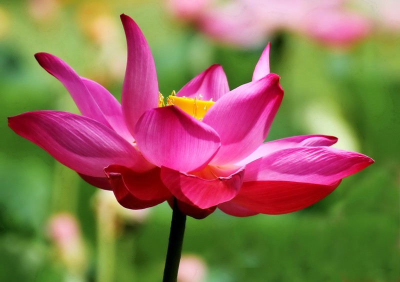 Beautiful Lotus